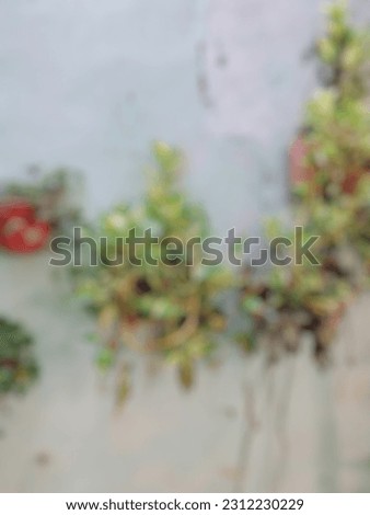 Blurred image of Hanging houseplant in pot on the wall for home decoration