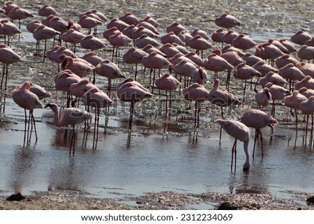 A herd of flamingos. This photo was taken in Namibia, Africa.