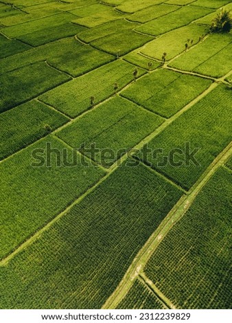 Aerial view of abstract geometric shapes of Bali Lush green rice fields.