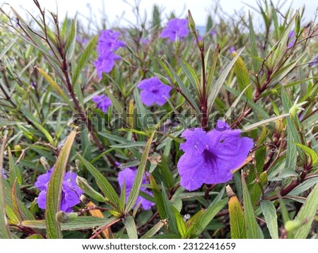 Garden flowers are purple and leaves are green