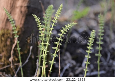 Horsetail or common Horsetail  (Equisetum arvense) is a perennial herbaceous plant of the genus of the Horsetail family of horse-tails (Equisetaceae) Royalty-Free Stock Photo #2312241953