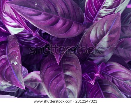 purple tropical leaves beautiful magical theme for spring season. best texture for natural background