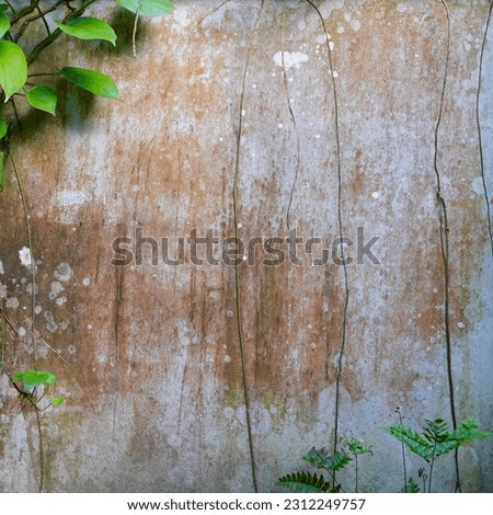 Old cement wall with ivy trees text writing space, Green creeper plant on wall texture background