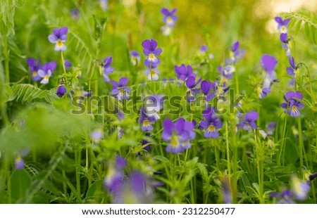 Beautiful Violet Lutea flowers on mountain meadow on spring day. Royalty-Free Stock Photo #2312250477