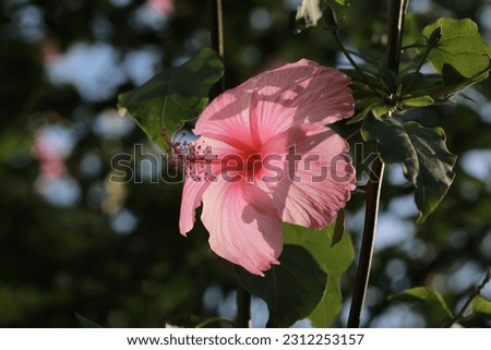 Shooting hibiscus silhouetted by the setting sun