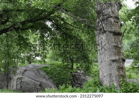 Trees and Rocks, Nature in Central Park, Summer in New York City 