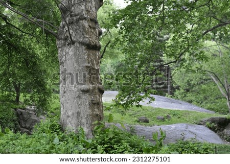Trees and Rocks in Central Park, Summer in New York City 