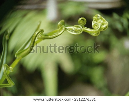 Curved and curly leaf macro image