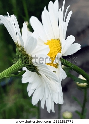White large daisies in the meadow close-up against the background of greenery.