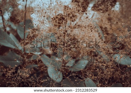 Cotinus coggygria bright blossom bush concept photo.