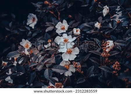 Growing Rosa canina flower buds under rain concept photo.