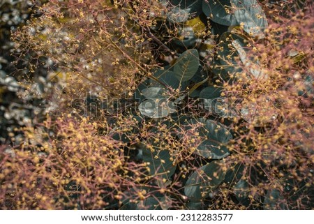 Close up bright blossom bush with raindrops concept photo. 