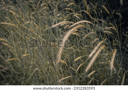 Wheat field - ears of golden wheat close-up photo.