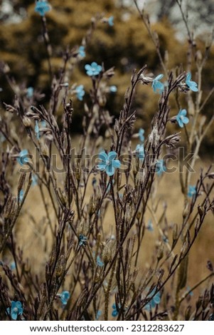 Small blue flax blossom flowers on wild field concept photo.