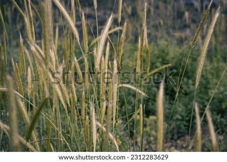 Wheat field - ears of golden wheat close-up photo.