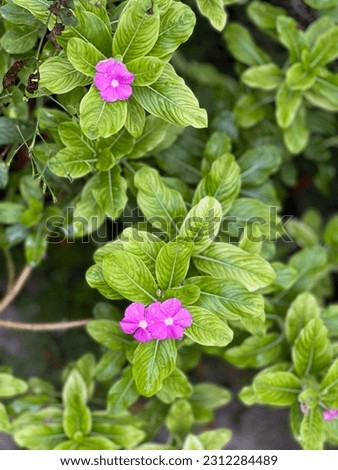 Beautiful flowers in trees with green leaves