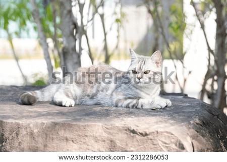 Portrait of scottish fold cat sitting on the rock