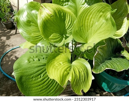 Grown for both its lovely foliage and heavily fragrant flowers, Hosta plantaginea is a remarkable Plantain Lily.