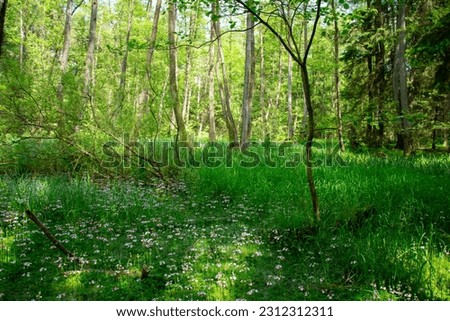 The picture shows a small clearing covered with grass and white flowers in the middle of a green, dense mixed forest. Sun rays fall between the branches on the forest floor. 