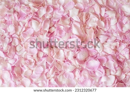 background of pink tea rose petals. a top view