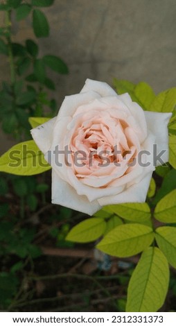White Rose Flower with Close shot Candid picture 