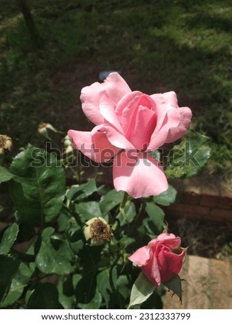 Garden Flower Pink rose jpeg