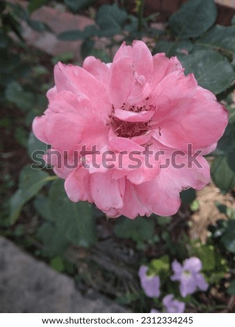 Chinense rose pink flower jpeg