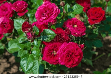 The queen of flora is Rose. People have long worshiped and sung about her beauty. Royalty-Free Stock Photo #2312335947