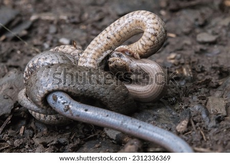 A grass snake eats a slow worm