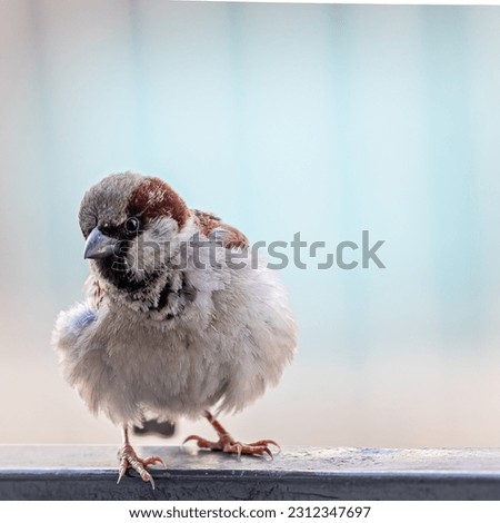 A Male sparrow doing hello