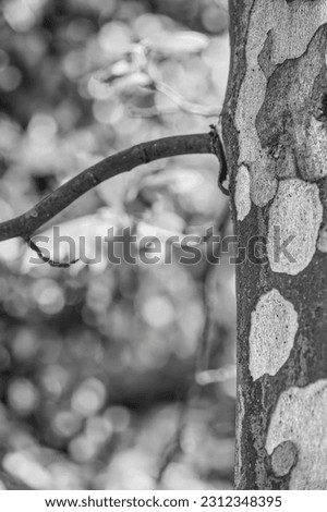 Abstract black and white picture with a Platanus occidentalis American sycamore tree trunck and a branch