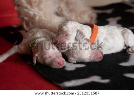 Photo shoot of newborn  standard poodle puppies Royalty-Free Stock Photo #2312351587