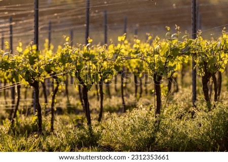 Evening light shining on vines at a Sussex vineyard, with a shallow depth of field Royalty-Free Stock Photo #2312353661