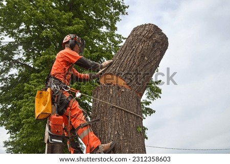 A tree surgeon removes an emergency tree. Rope access Royalty-Free Stock Photo #2312358603