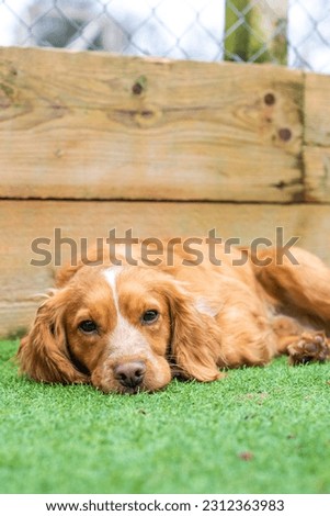 Ginger Cocker Spaniel - Laying down on Astro Turf Royalty-Free Stock Photo #2312363983