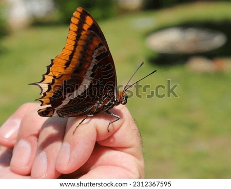 A female Two tailed pasha butterfly - Charaxes jasius 'poses' on the photographer's hand. Oeiras, Portugal.