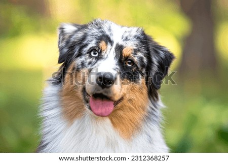 Beautiful merle Australian Shepherd with blue eye, Aussie with two different eye colors portrait outdoor, green blurred background in the forest, on the spring grass Royalty-Free Stock Photo #2312368257