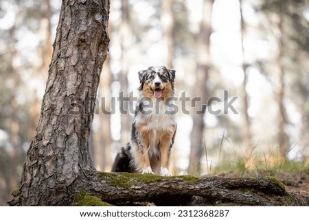 Beautiful merle Australian Shepherd with blue eye, Aussie with two different eye colors portrait outdoor, green blurred background in the forest, on the spring grass Royalty-Free Stock Photo #2312368287