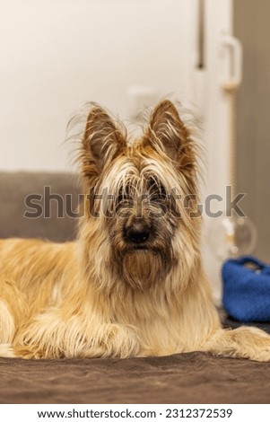 A nice furry dog looking curiously