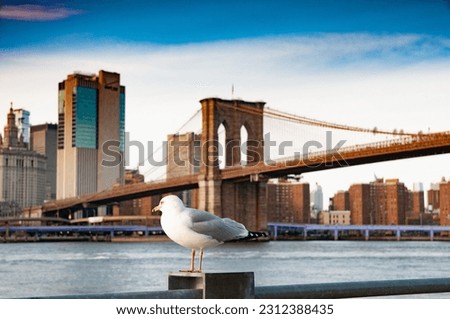 Seagull in New York view on Brooklyn Bridge and Manhattan