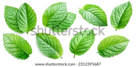 Set of bright mint leaves isolated on white background. Royalty-Free Stock Photo #2312395687