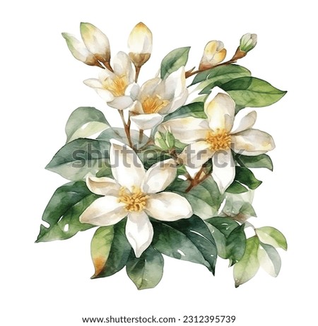 Jasmine flowers watercolor painted ilustration Royalty-Free Stock Photo #2312395739