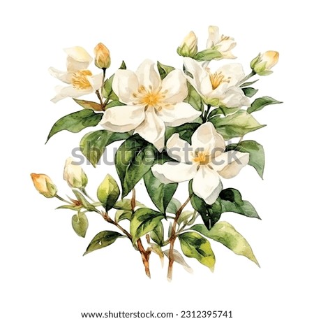 Jasmine flowers vector watercolor paint Royalty-Free Stock Photo #2312395741