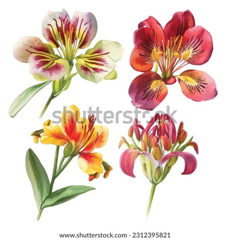 Set of Alstroemeria flower watercolor paint Royalty-Free Stock Photo #2312395821