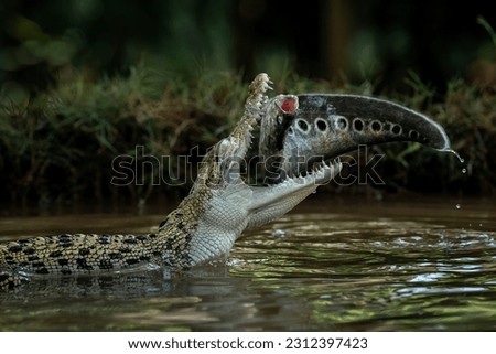 The Saltwater Crocodile (Crocodylus porosus) - from South East Asia is one of the largest living crocodilian. It is eating a fish as its prey. Royalty-Free Stock Photo #2312397423