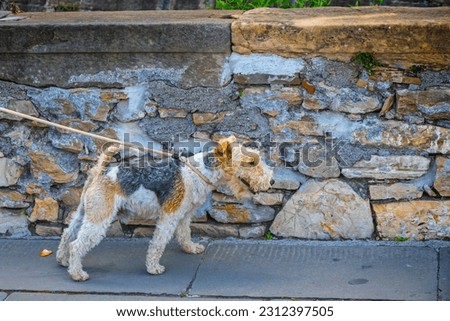 The Wire Fox Terrier (also known as Wire Hair Fox Terrier or Wirehaired Terrier) walks on a leash on the street Royalty-Free Stock Photo #2312397505