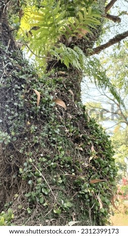 The large-sized trunk section of a tree covered with mistletoe