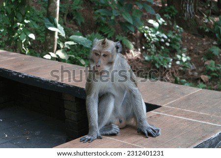 Monkeys roaming in the middle of the Tidar forest, Magelang, Indonesia Royalty-Free Stock Photo #2312401231