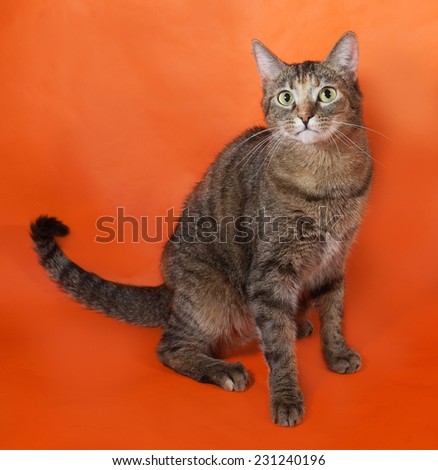 Tricolor striped cat sitting on orange background