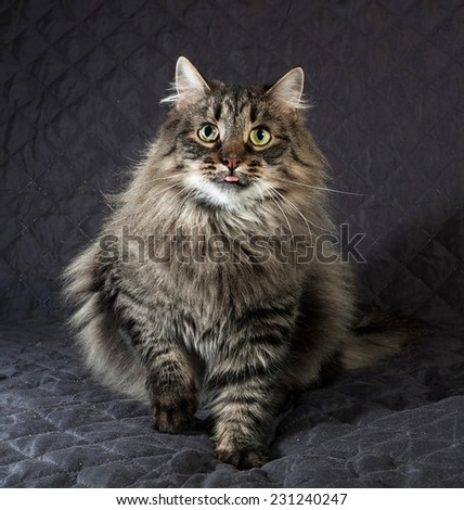 Fluffy Siberian tabby cat sitting on black quilt
